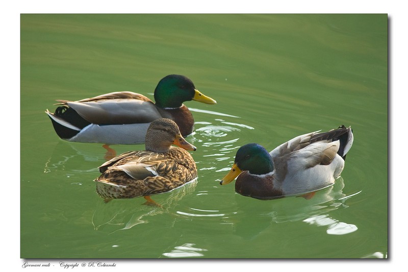 Germano reale - Anas platyrhynchos